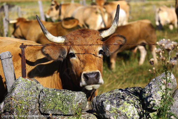 Vaches Aubrac Rieutort d'Aubrac Loz�re Languedoc-Roussillon Occitanie France www.remylacroixphoto.com
