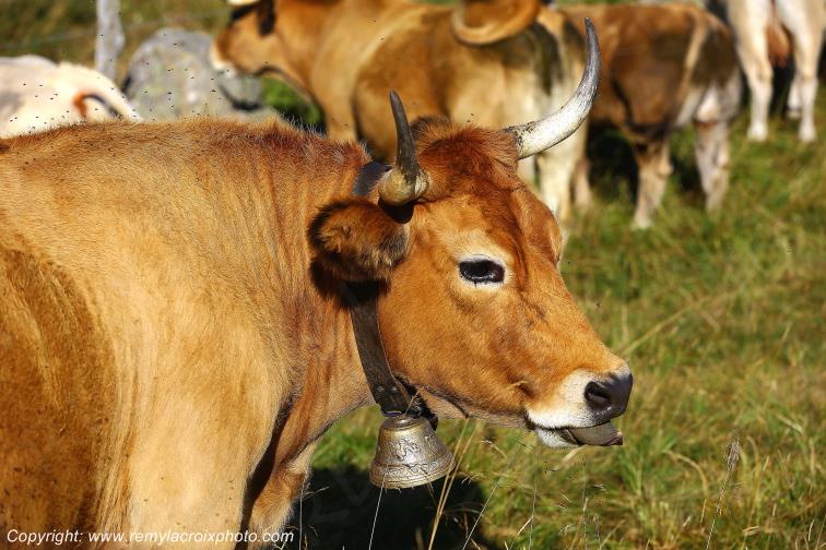 Vaches Aubrac Rieutort d'Aubrac Loz�re Languedoc-Roussillon Occitanie France www.remylacroixphoto.com