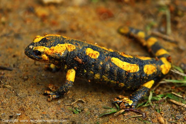 Salamandre Tachet�e Tranzault Indre Berry Centre Val de Loire France www.remylacroixphoto.com