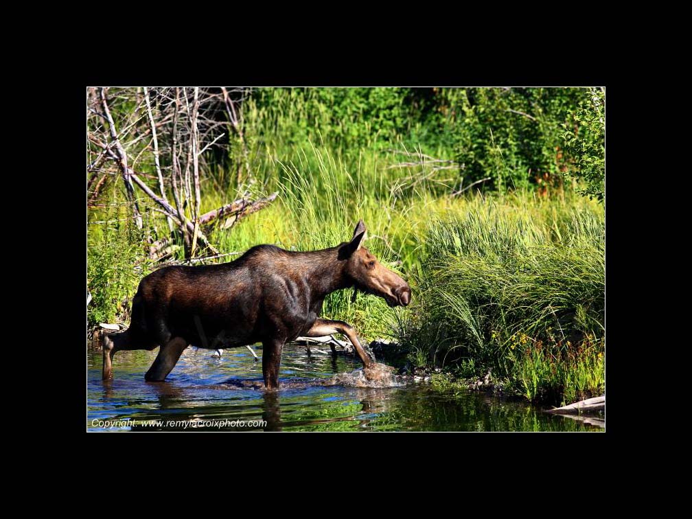 Lewis & Clark Expedition Corps of Discovery 1804-1806 Moose