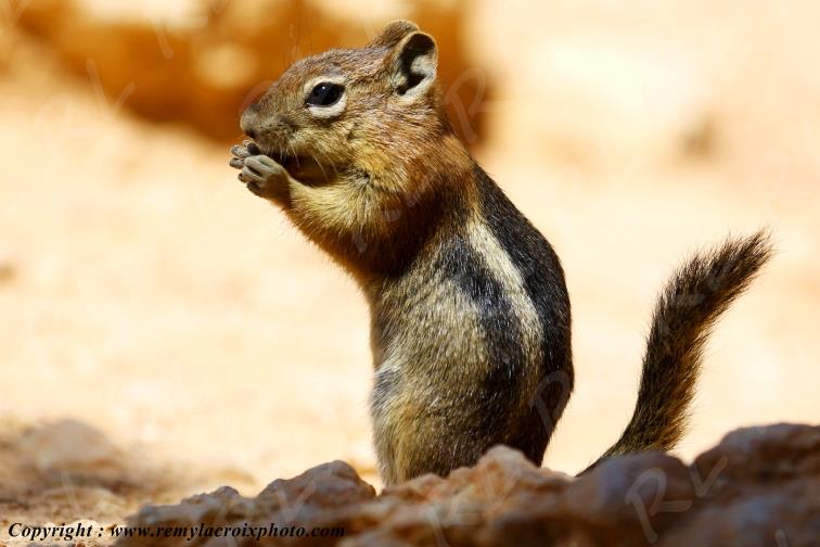 Golden Mantled Ground Squirrel National Park Utah USA
