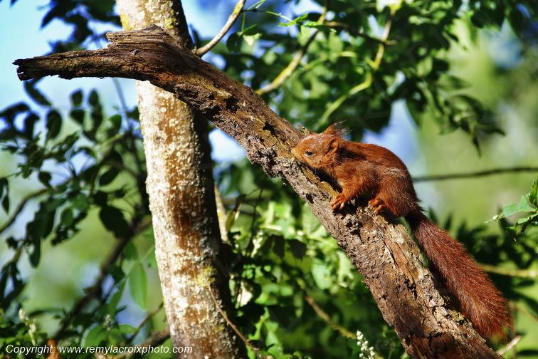 Ecureuil Roux Tranzault Indre Berry Centre Val de Loire France www.remylacroixphoto.com