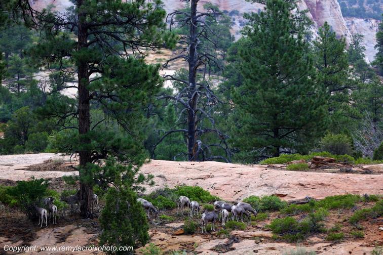 Mountain Goats Zion National Park Utah USA