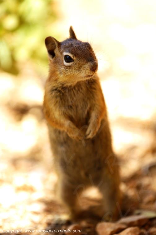Golden Mantled Ground Squirrel National Park Utah USA