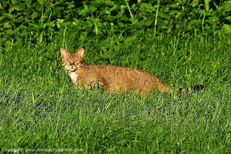 Chat Forestier Tranzault Indre Berry Centre Val de Loire France www.remylacroixphoto.com