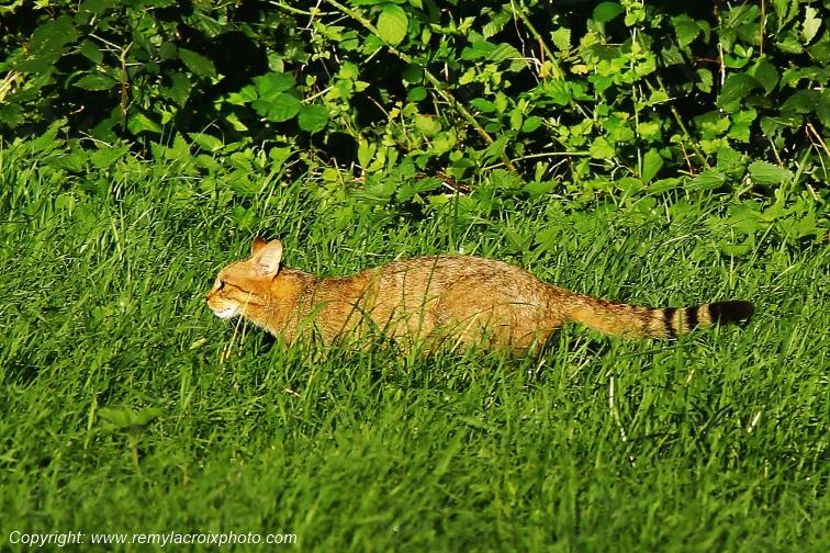 Chat Forestier Tranzault Indre Berry Centre Val de Loire France www.remylacroixphoto.com