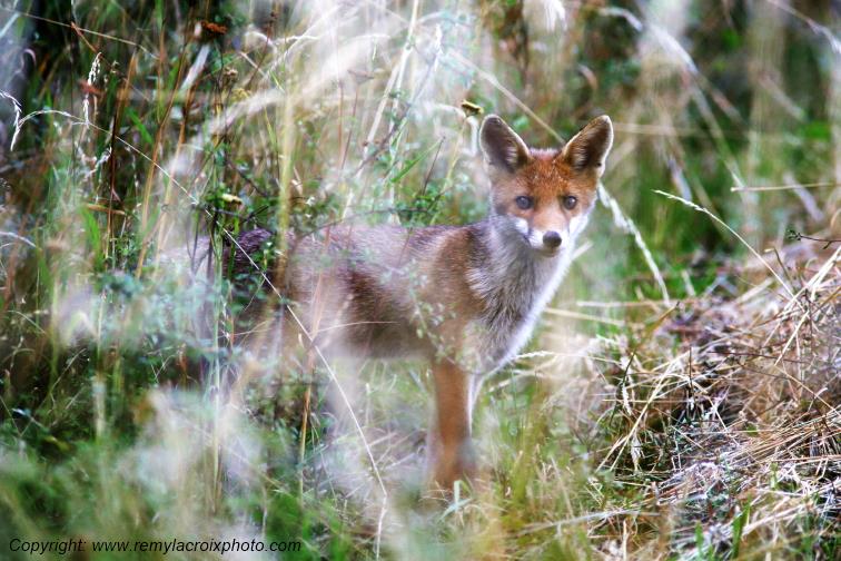 Renard Roux Tranzault Indre Berry Centre Val de Loire France www.remylacroixphoto.com