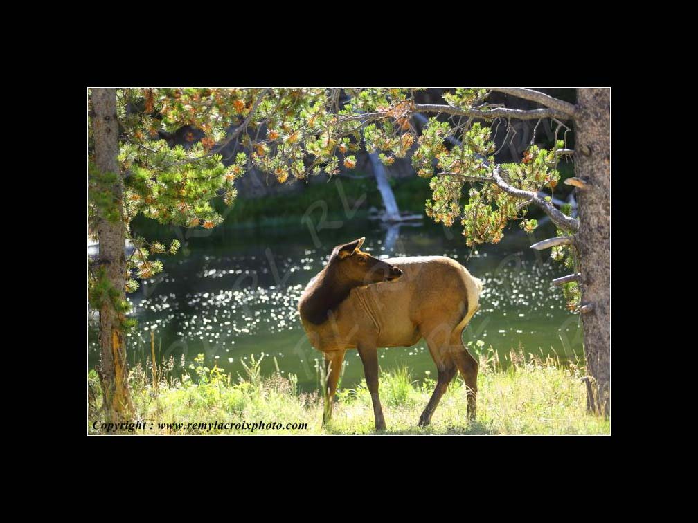 Lewis & Clark Expedition Corps of Discovery 1804-1806 Wapiti