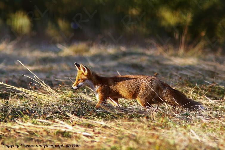 Renard Roux Val de Bouzanne Indre Berry Centre Val de Loire France www.remylacroixphoto.com