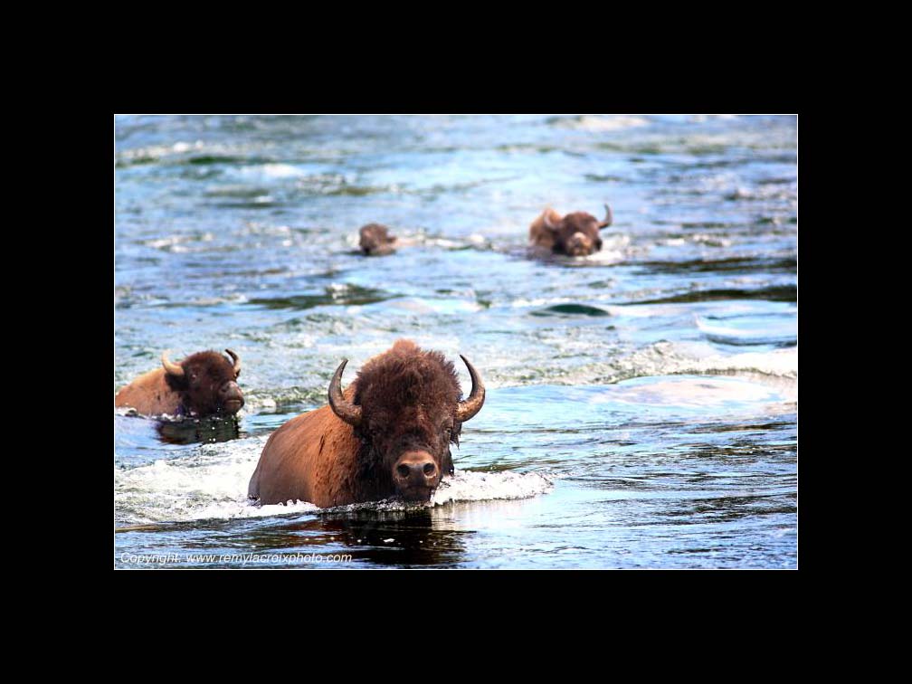 Lewis & Clark Expedition 1804-1806 Yellowstone River North American Buffaloes USA