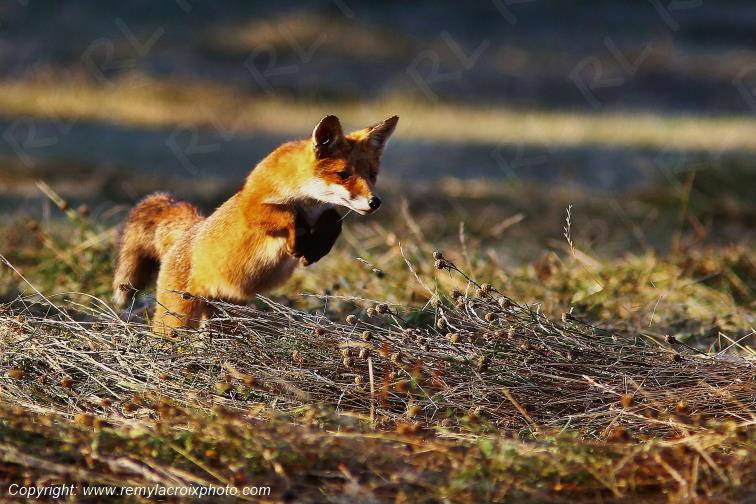 Renard Roux Val de Bouzanne Indre Berry Centre Val de Loire France www.remylacroixphoto.com