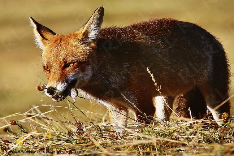 Renard Roux Val de Bouzanne Indre Berry Centre Val de Loire France www.remylacroixphoto.com