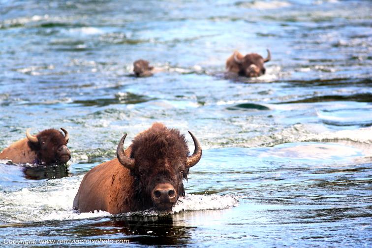 Buffaloes Bisons Hayden Valley Yellowstone National Park Wyoming USA www.remylacroixphoto.com #buffalo #bison #yellowstone #nationalpark #wyoming #haydenvalley