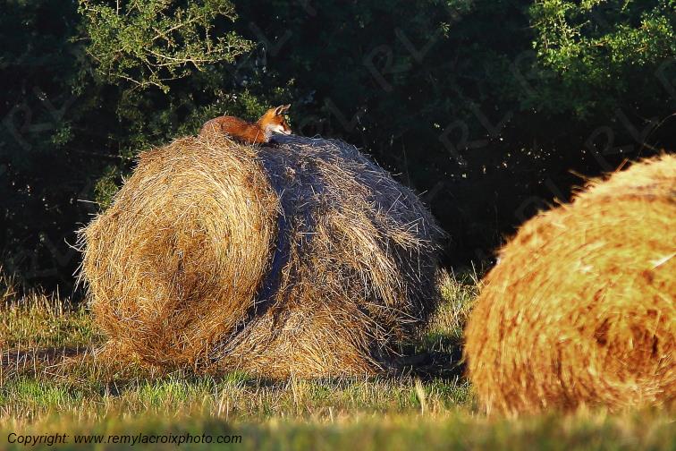 Renard Roux Val de Bouzanne Indre Berry Centre Val de Loire France www.remylacroixphoto.com