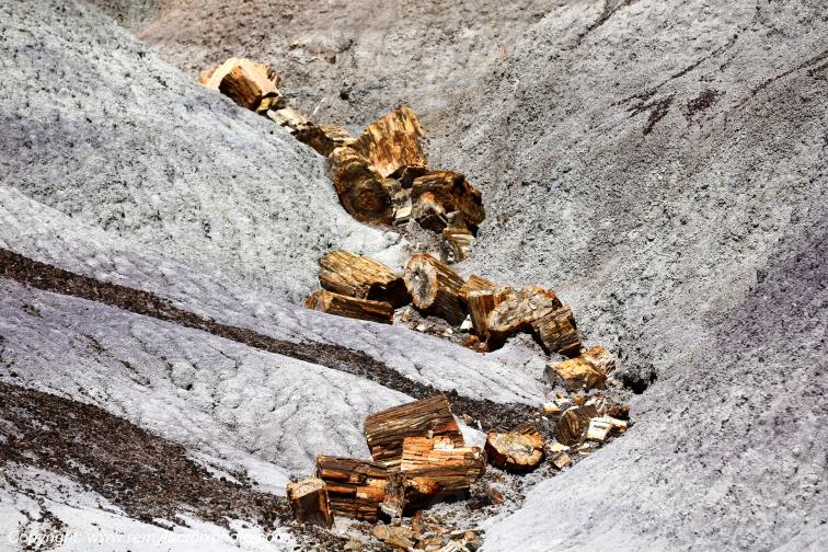 Blue Mesa Petrified Forest National Park Arizona USA