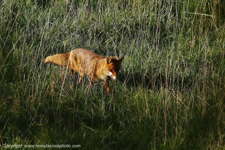 Renard Roux Val de Bouzanne Indre Berry Centre Val de Loire France www.remylacroixphoto.com