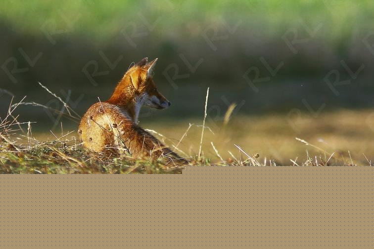 Renard Roux Val de Bouzanne Indre Berry Centre Val de Loire France www.remylacroixphoto.com