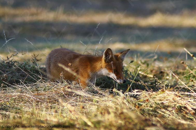 Renard Roux Val de Bouzanne Indre Berry Centre Val de Loire France www.remylacroixphoto.com