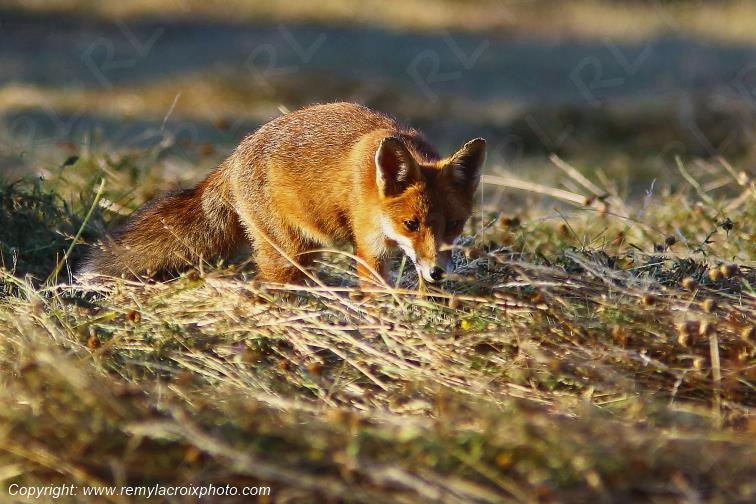 Renard Roux Val de Bouzanne Indre Berry Centre Val de Loire France www.remylacroixphoto.com
