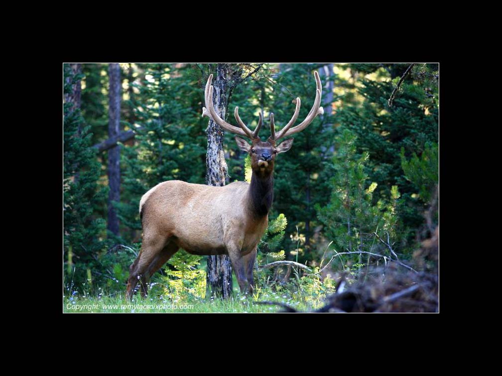 Lewis & Clark Expedition Corps of Discovery 1804-1806 Elk