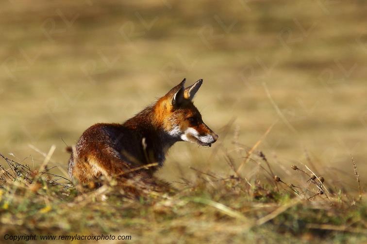 Renard Roux Val de Bouzanne Indre Berry Centre Val de Loire France www.remylacroixphoto.com