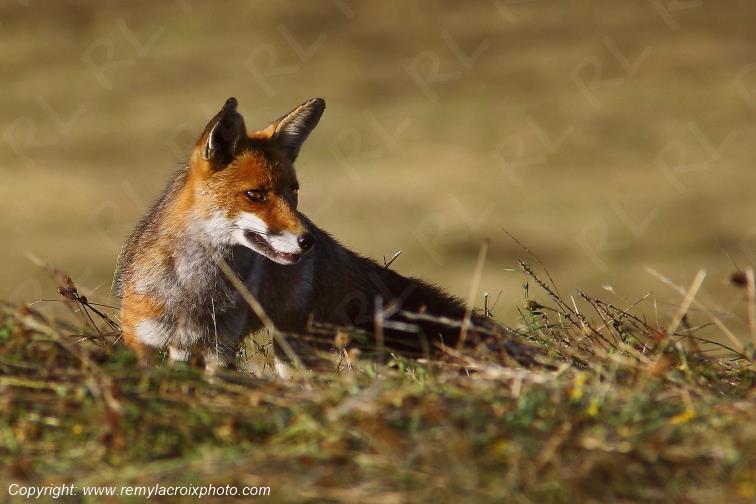 Renard Roux Val de Bouzanne Indre Berry Centre Val de Loire France www.remylacroixphoto.com