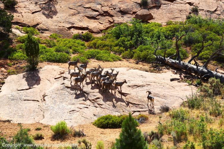 Mountain Goats Zion National Park Utah USA