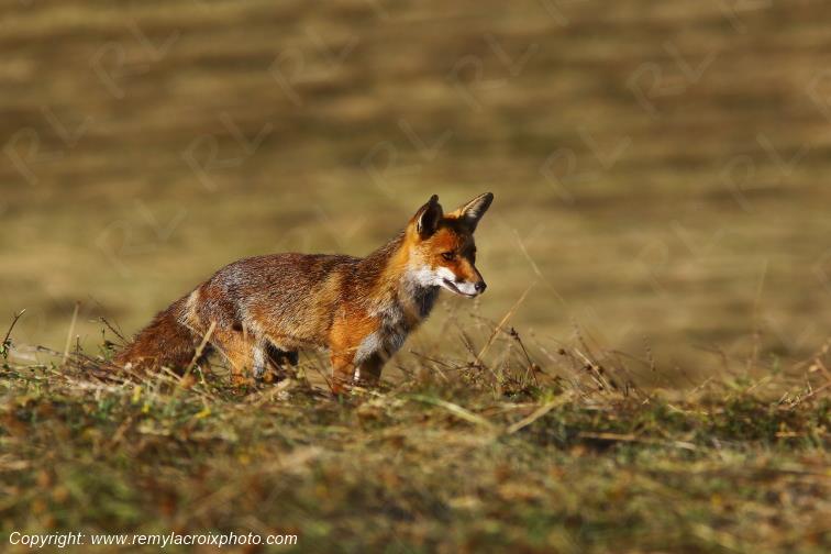 Renard Roux Val de Bouzanne Indre Berry Centre Val de Loire France www.remylacroixphoto.com