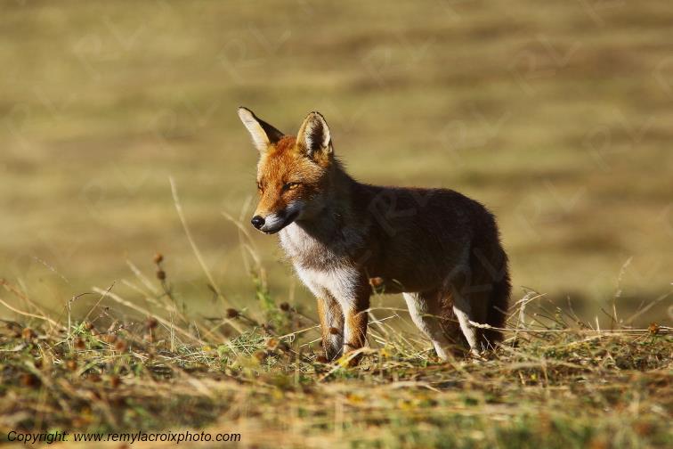 Renard Roux Val de Bouzanne Indre Berry Centre Val de Loire France www.remylacroixphoto.com