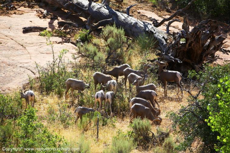 Mountain Goats Zion National Park Utah USA