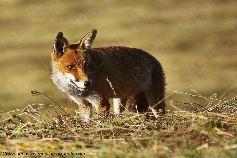 Renard Roux Val de Bouzanne Indre Berry Centre Val de Loire France www.remylacroixphoto.com