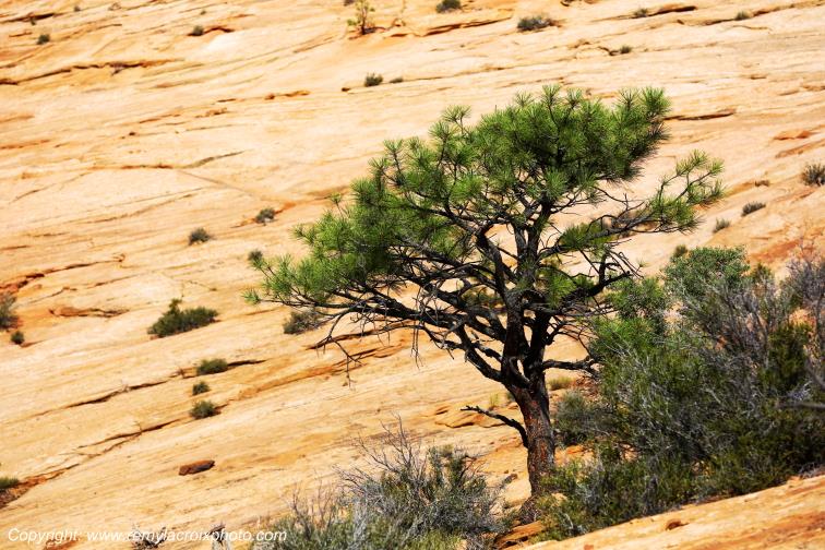 Mount Carmel Highway Zion National Park Utah USA