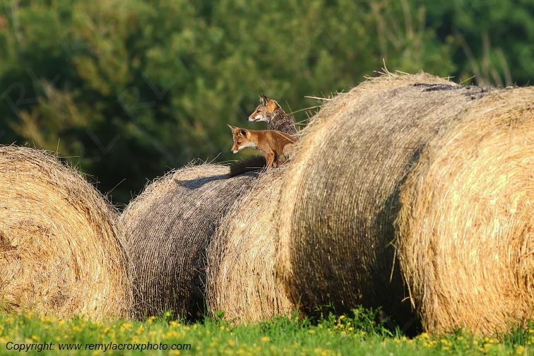 Renarde et ses renardeaux renards roux Val de Bouzanne Indre Berry Centre Val de Loire France www.remylacroixphoto.com