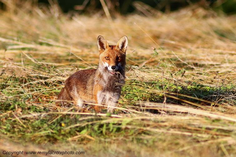 Renard roux Val de Bouzanne Indre Berry Centre Val de Loire France www.remylacroixphoto.com