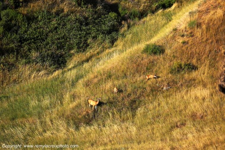 Mule Deers Yellow Mounds Badlands National Park South Dakota USA