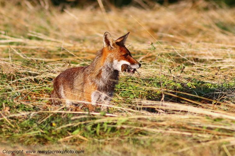 Renard roux Val de Bouzanne Indre Berry Centre Val de Loire France www.remylacroixphoto.com