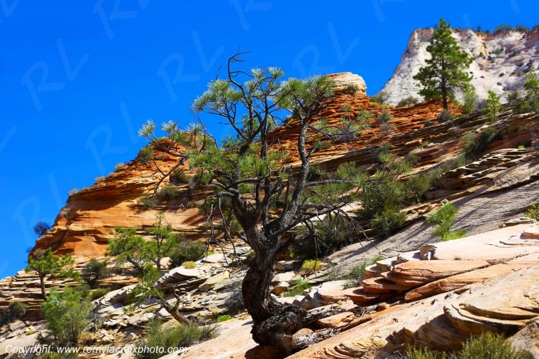 Mount Carmel Highway Zion National Park Utah USA