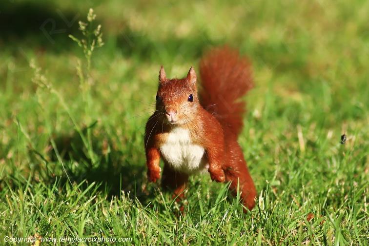 Ecureuil Roux Val de Bouzanne Indre Berry Centre Val de Loire France www.remylacroixphoto.com