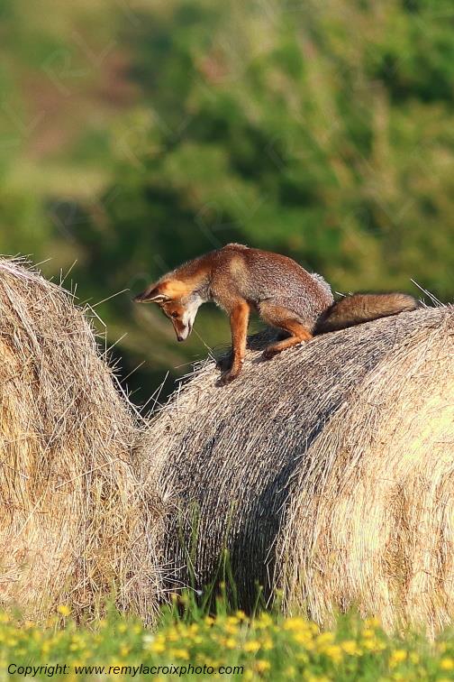 Renard roux Val de Bouzanne Indre Berry Centre Val de Loire France www.remylacroixphoto.com