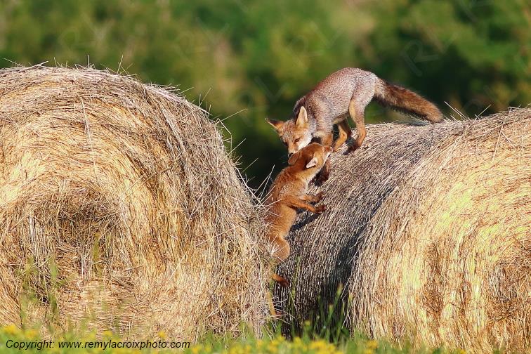 Renard roux Val de Bouzanne Indre Berry Centre Val de Loire France www.remylacroixphoto.com
