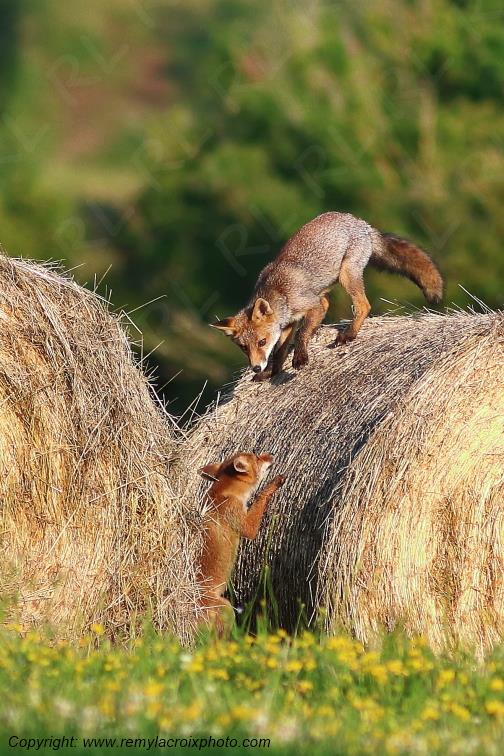 Renard roux Val de Bouzanne Indre Berry Centre Val de Loire France www.remylacroixphoto.com