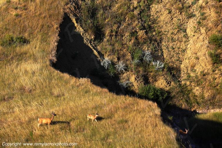 Mule Deers Yellow Mounds Badlands National Park South Dakota USA