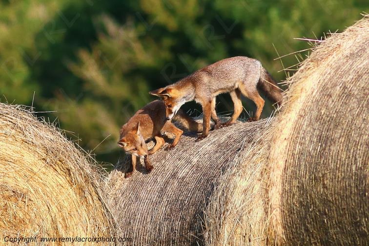 Renard roux Val de Bouzanne Indre Berry Centre Val de Loire France www.remylacroixphoto.com