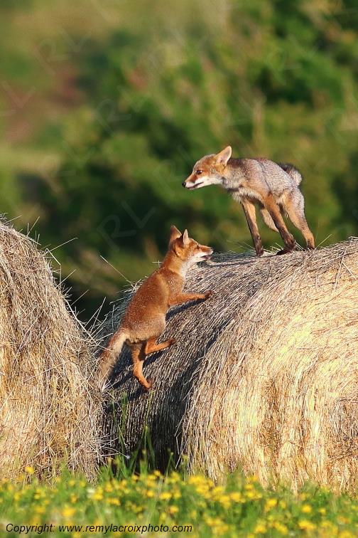 Renard roux Val de Bouzanne Indre Berry Centre Val de Loire France www.remylacroixphoto.com
